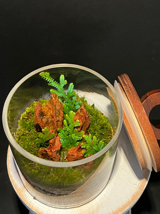 Terrarium 337