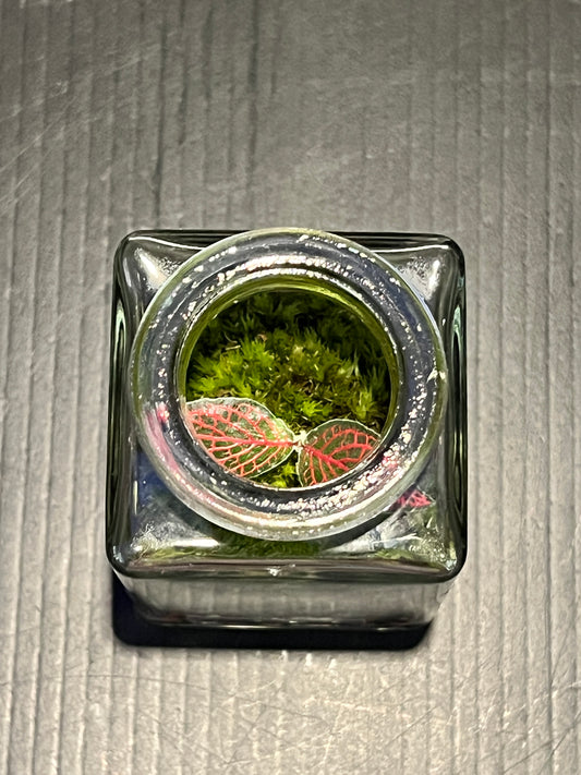 Terrarium 345