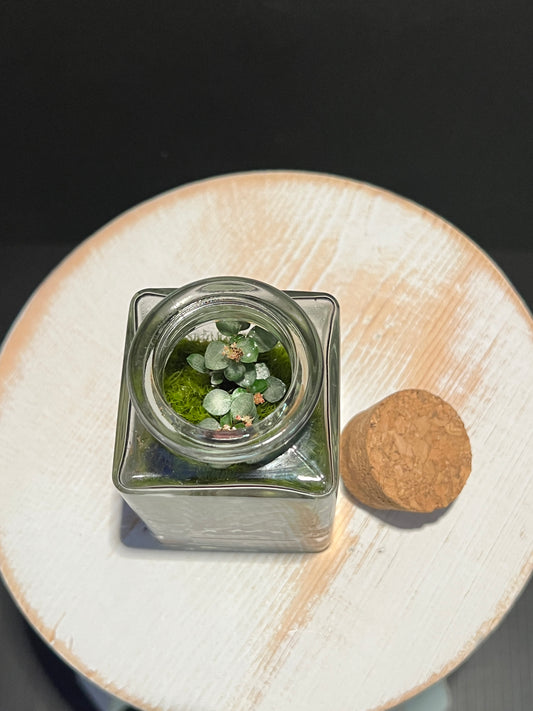 Terrarium 346