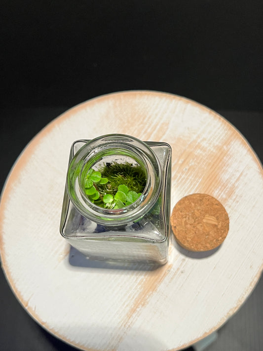 Terrarium 347