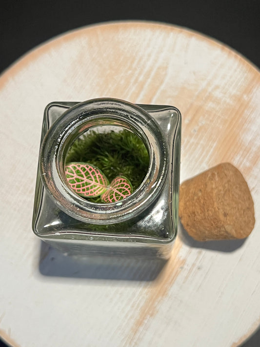 Terrarium 348