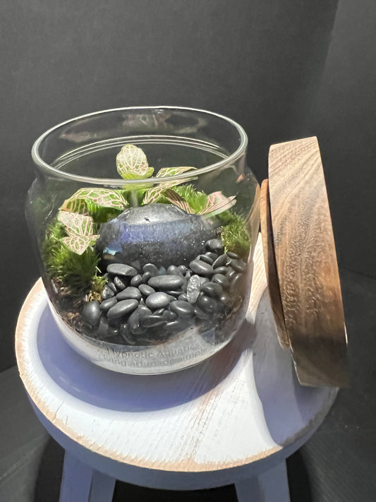 Terrarium 303