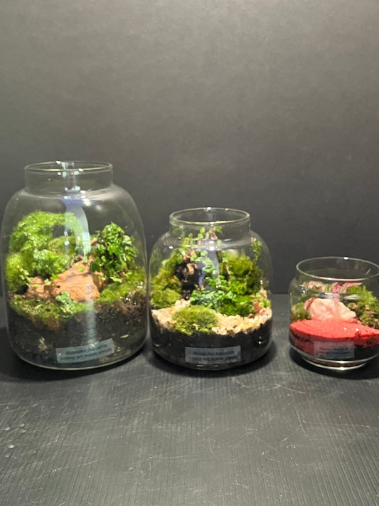 Terrarium 351