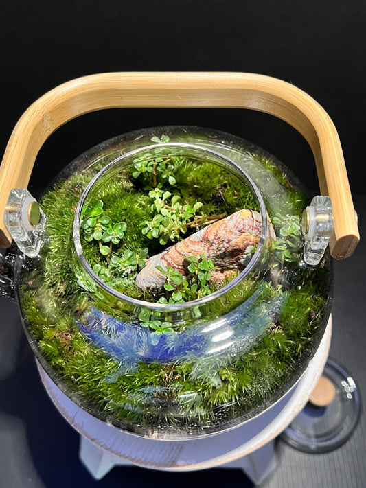 Terrarium 353