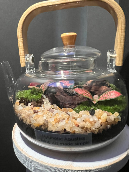 Terrarium 354
