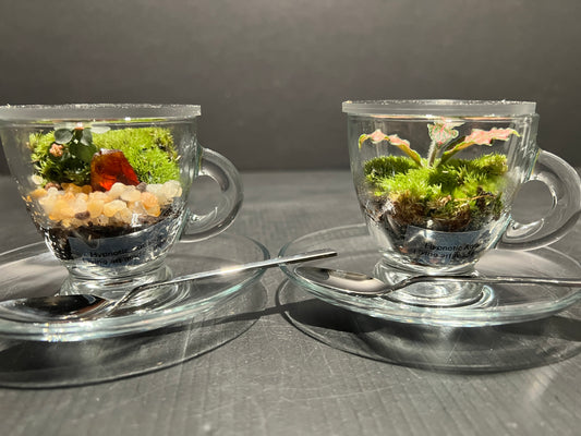 Terrarium 355 A set of 2