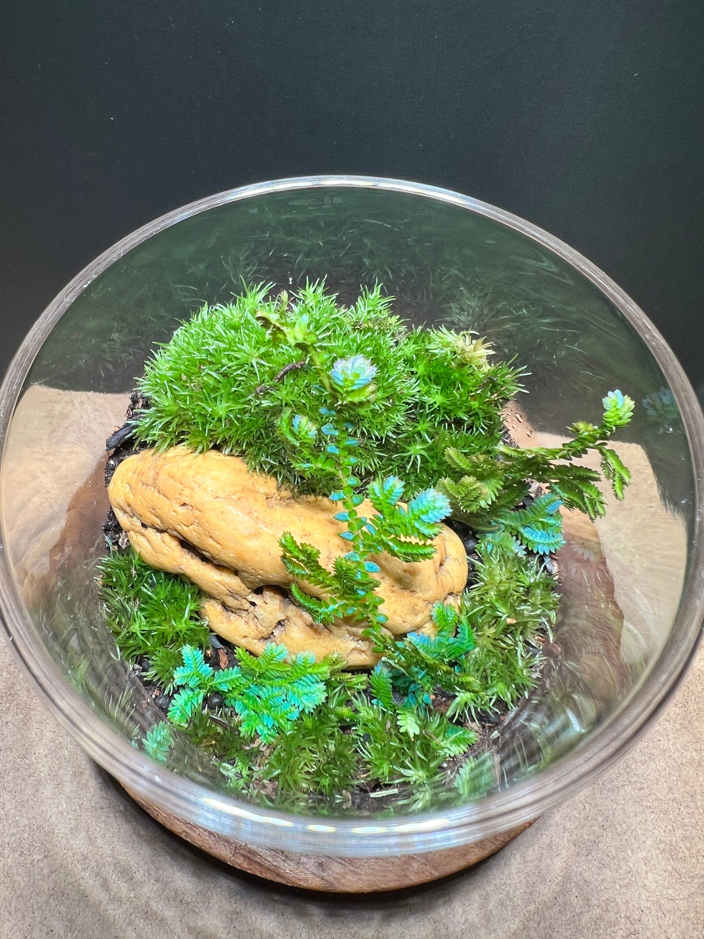 Terrarium 367