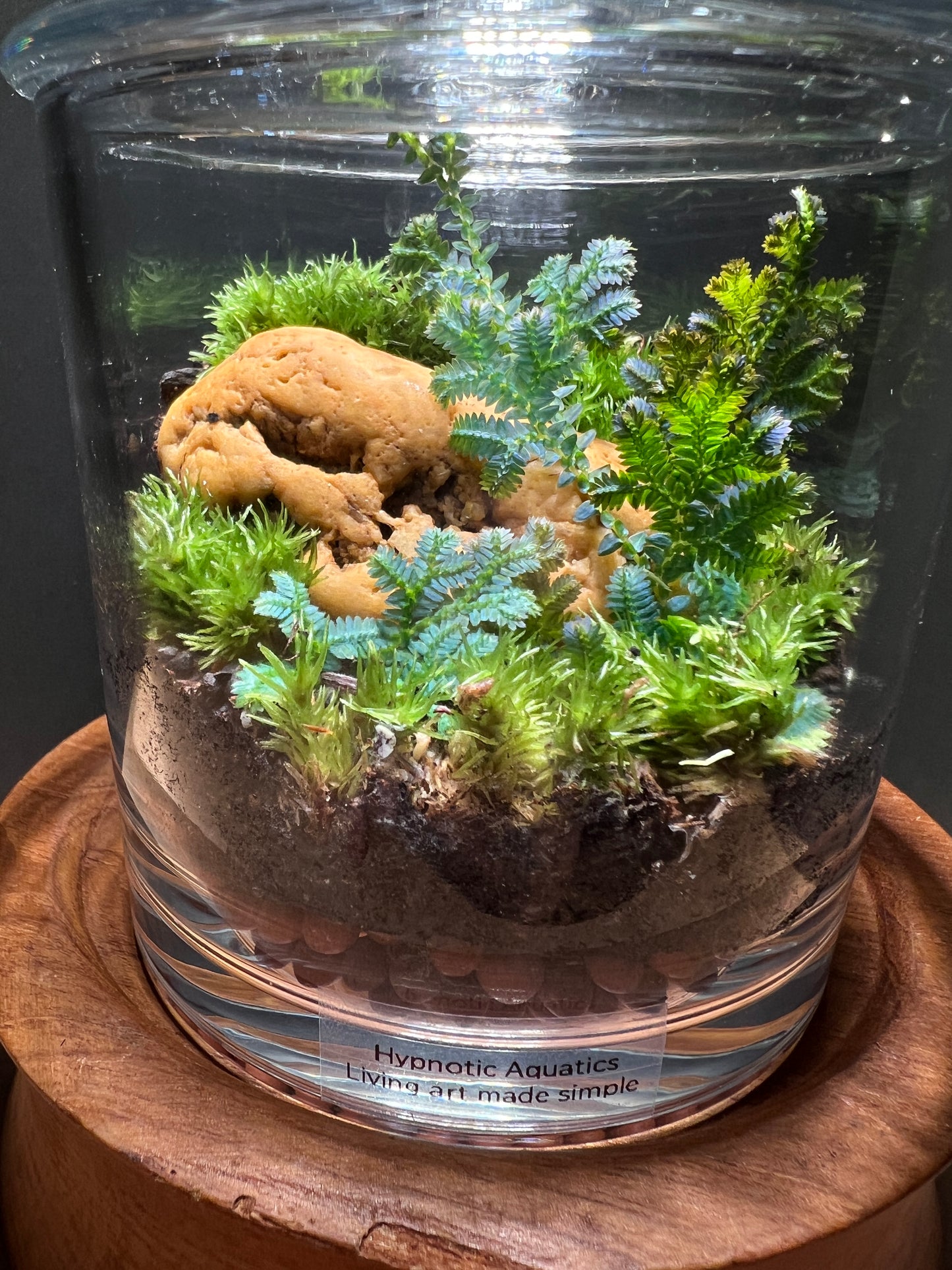 Terrarium 367