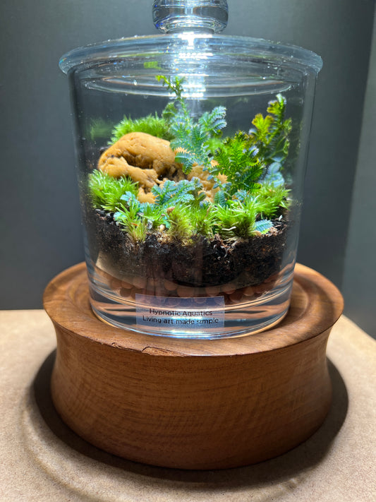 Terrarium 367