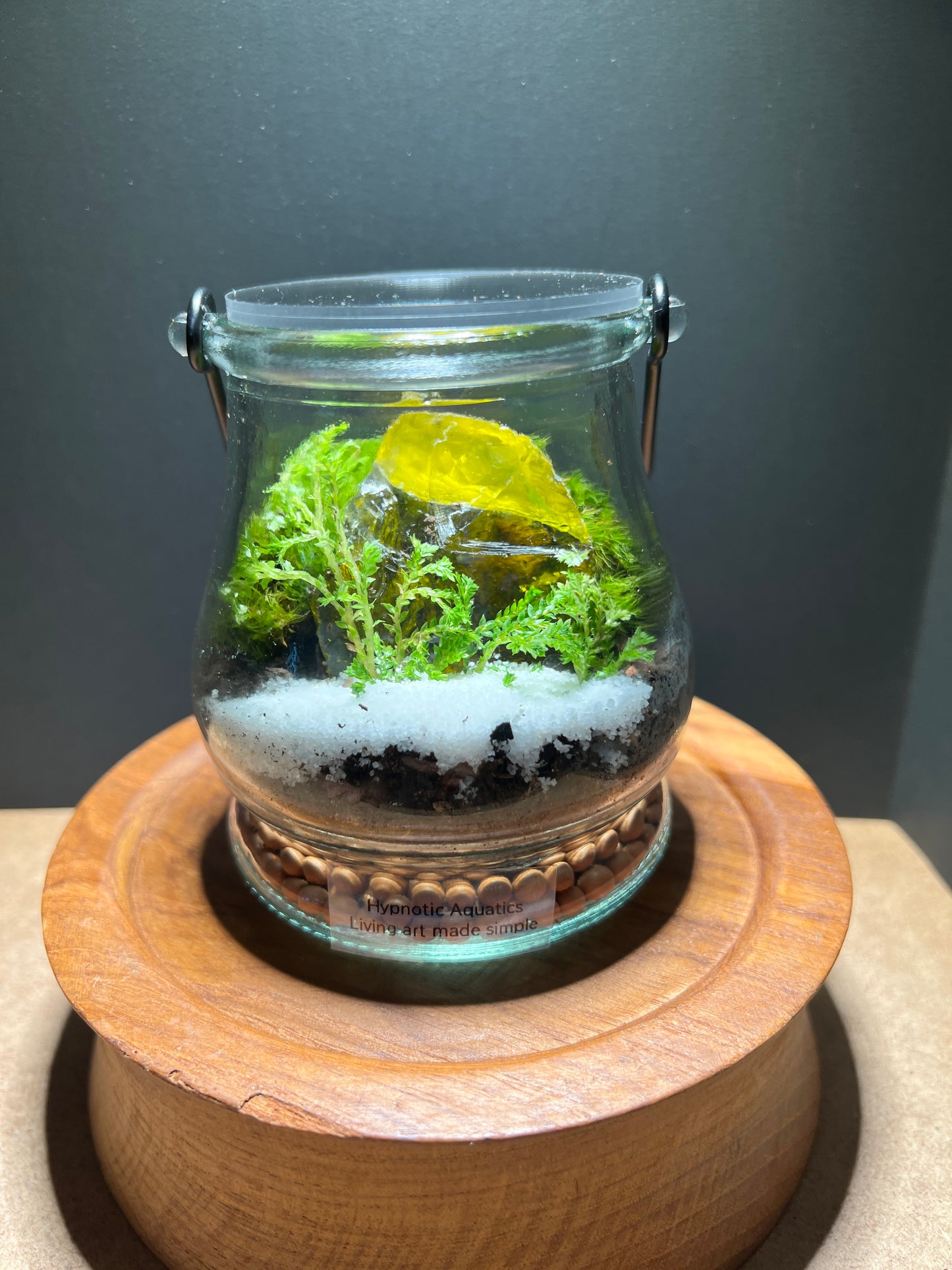 Terrarium 368