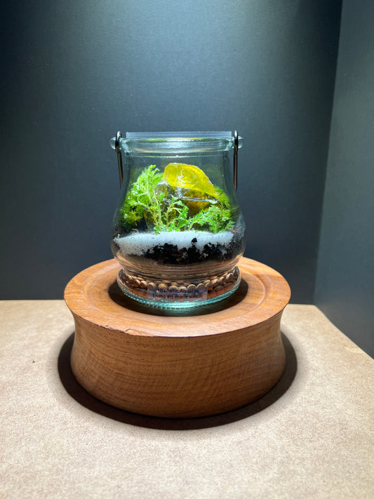Terrarium 368