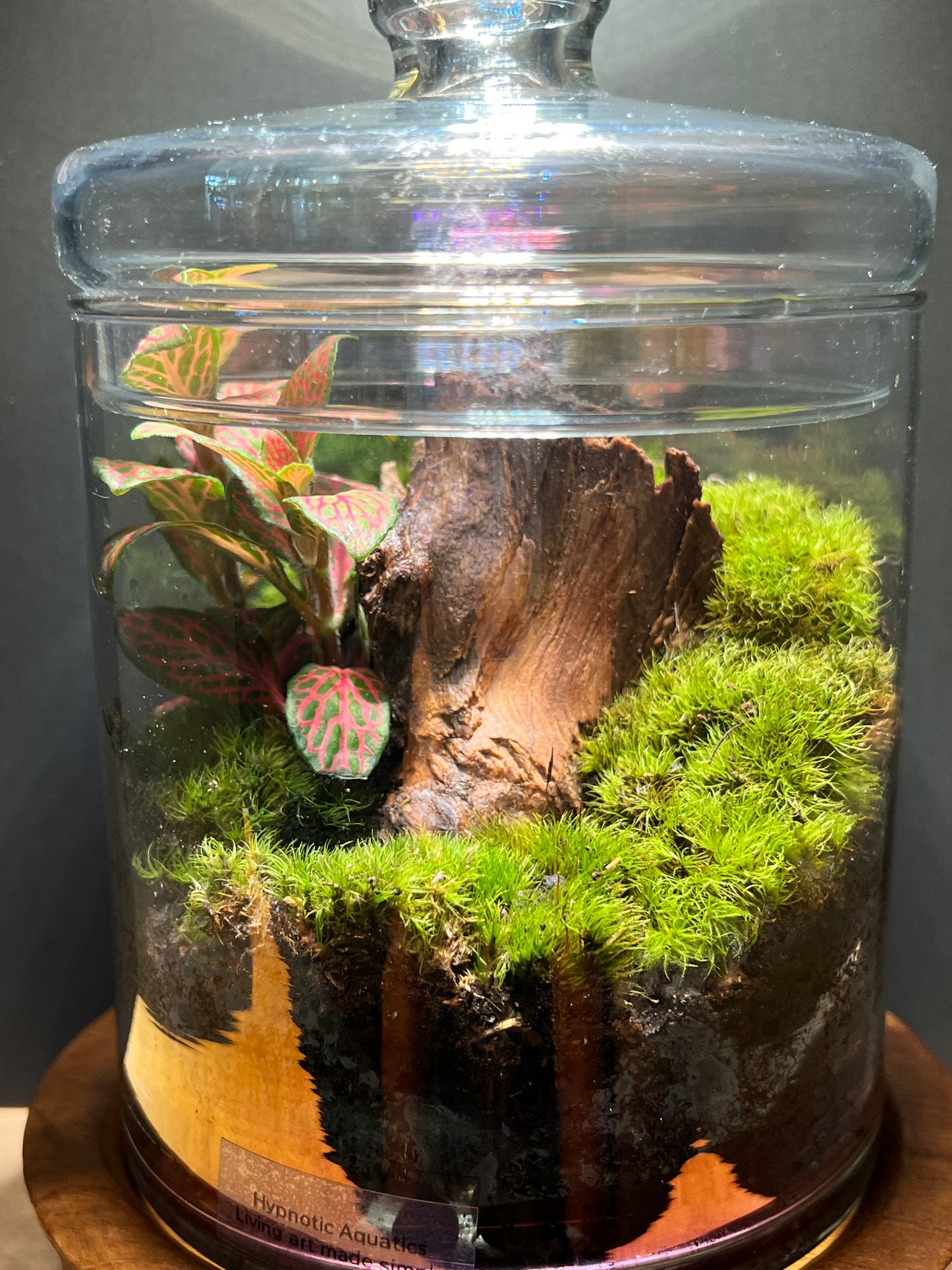 Terrarium 369