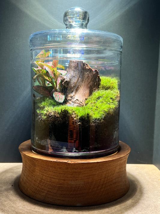 Terrarium 369