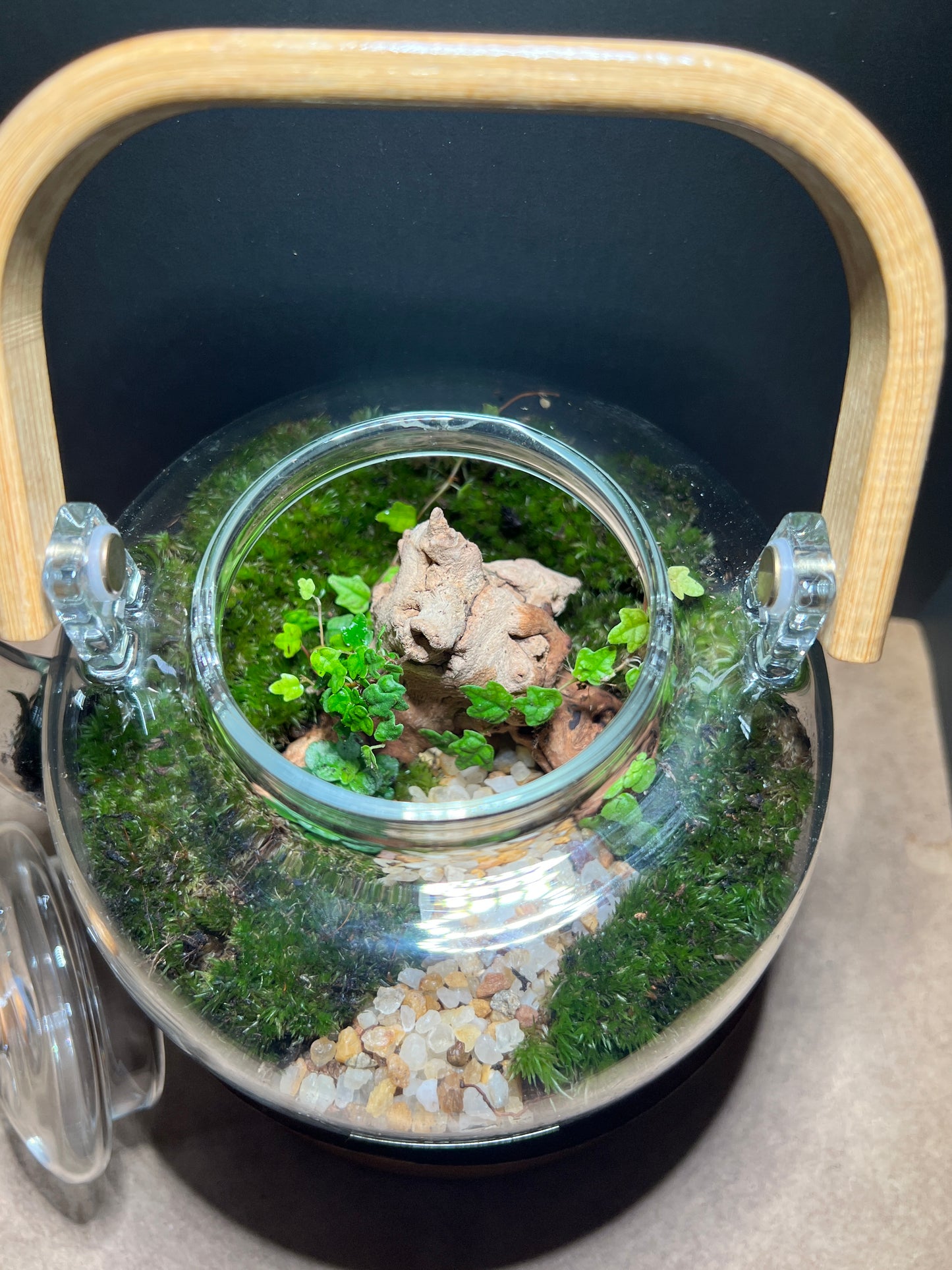 Terrarium 370