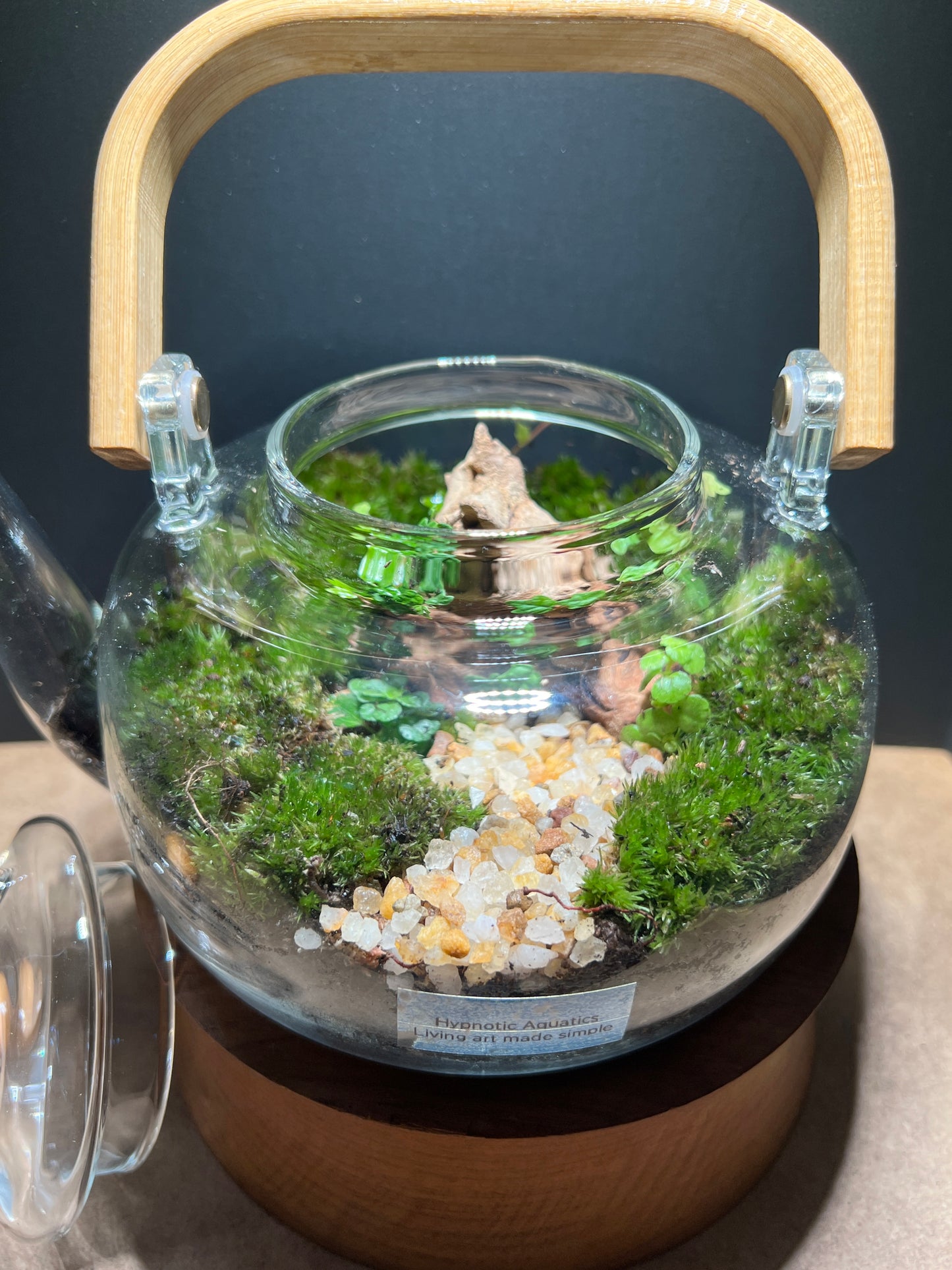 Terrarium 370