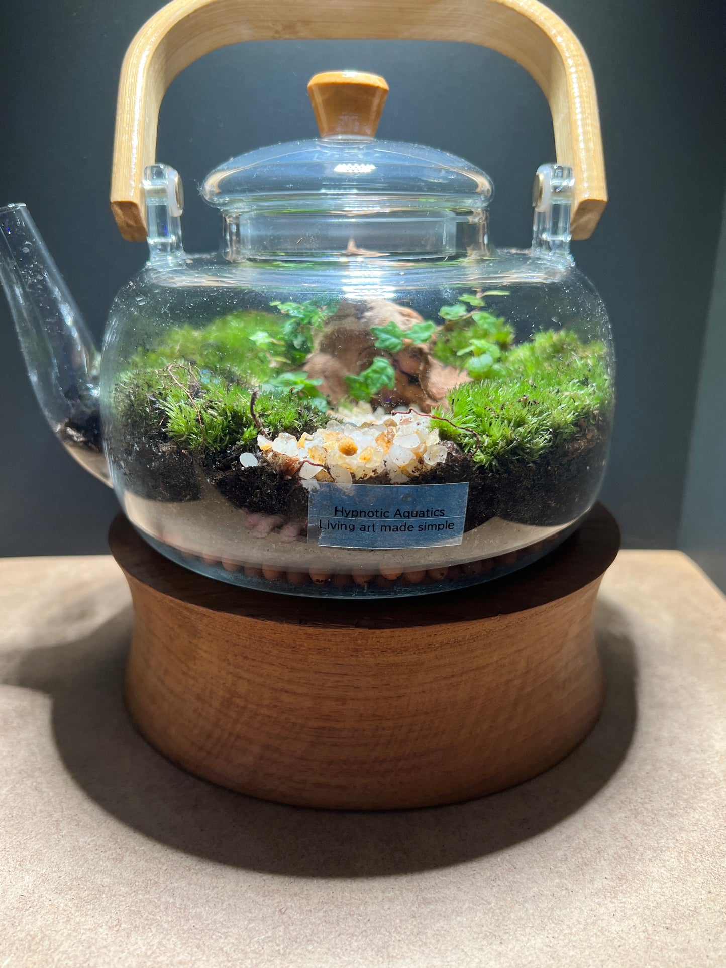 Terrarium 370