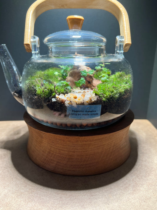 Terrarium 370