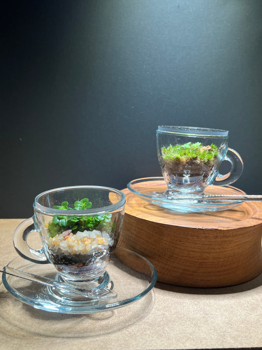 Terrarium(s) 371 A Set