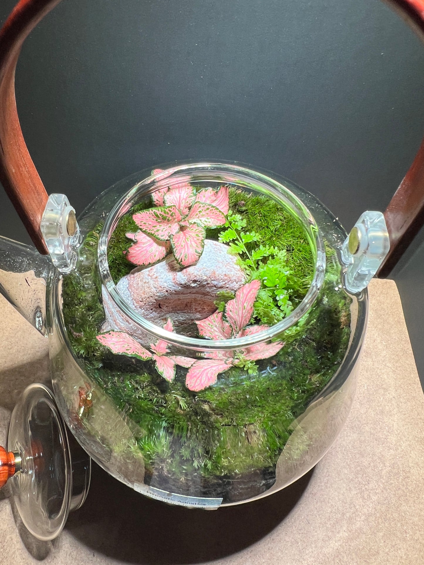 Terrarium 372