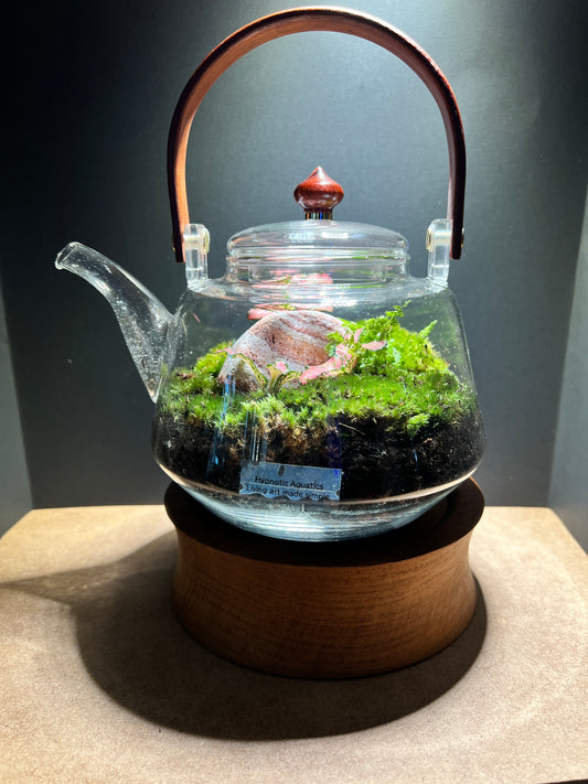 Terrarium 372