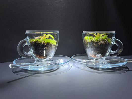 Terrarium(s) 373 A Set