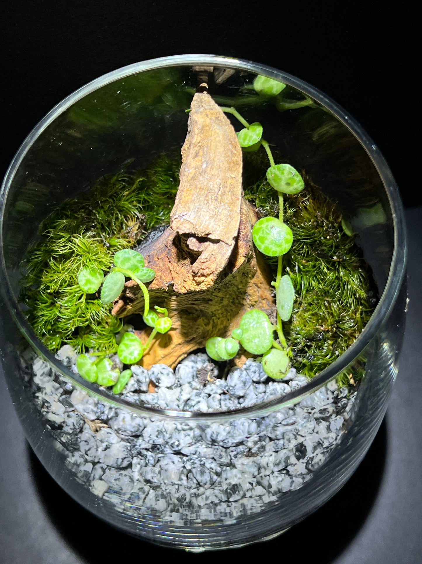 Terrarium 374