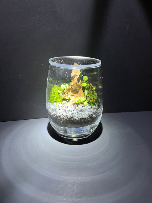 Terrarium 374