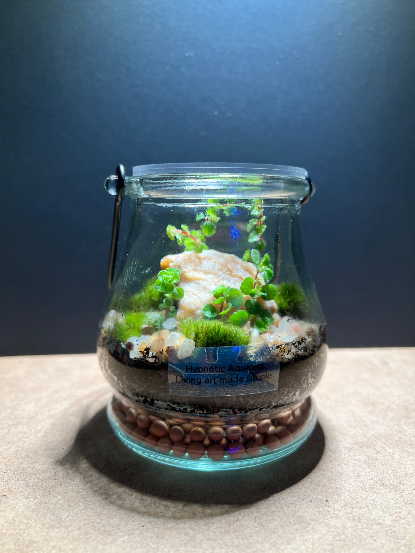 Terrarium 375