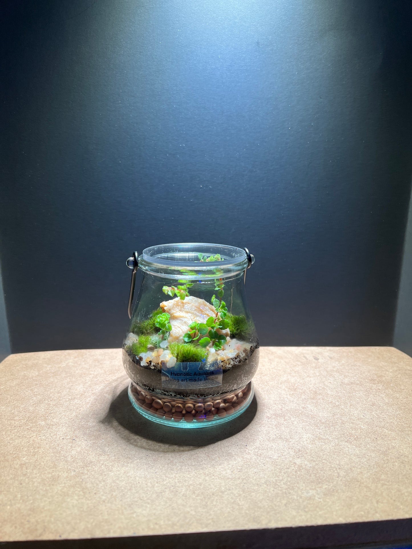 Terrarium 375