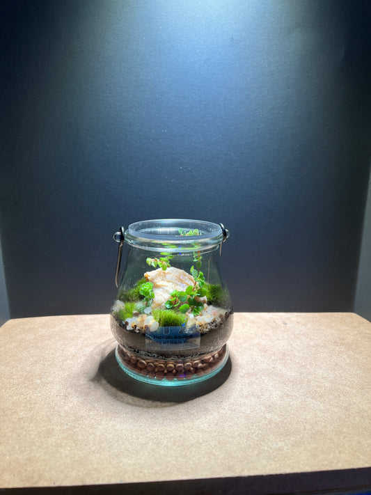 Terrarium 375