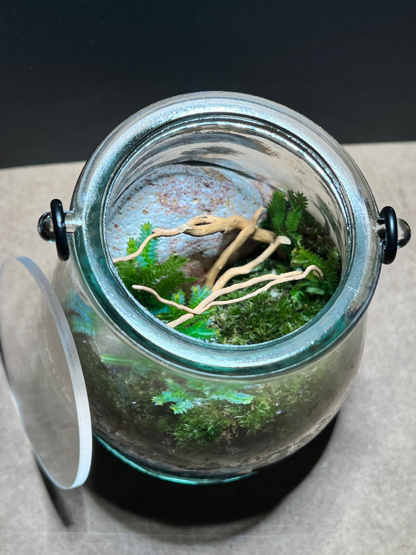 Terrarium 376