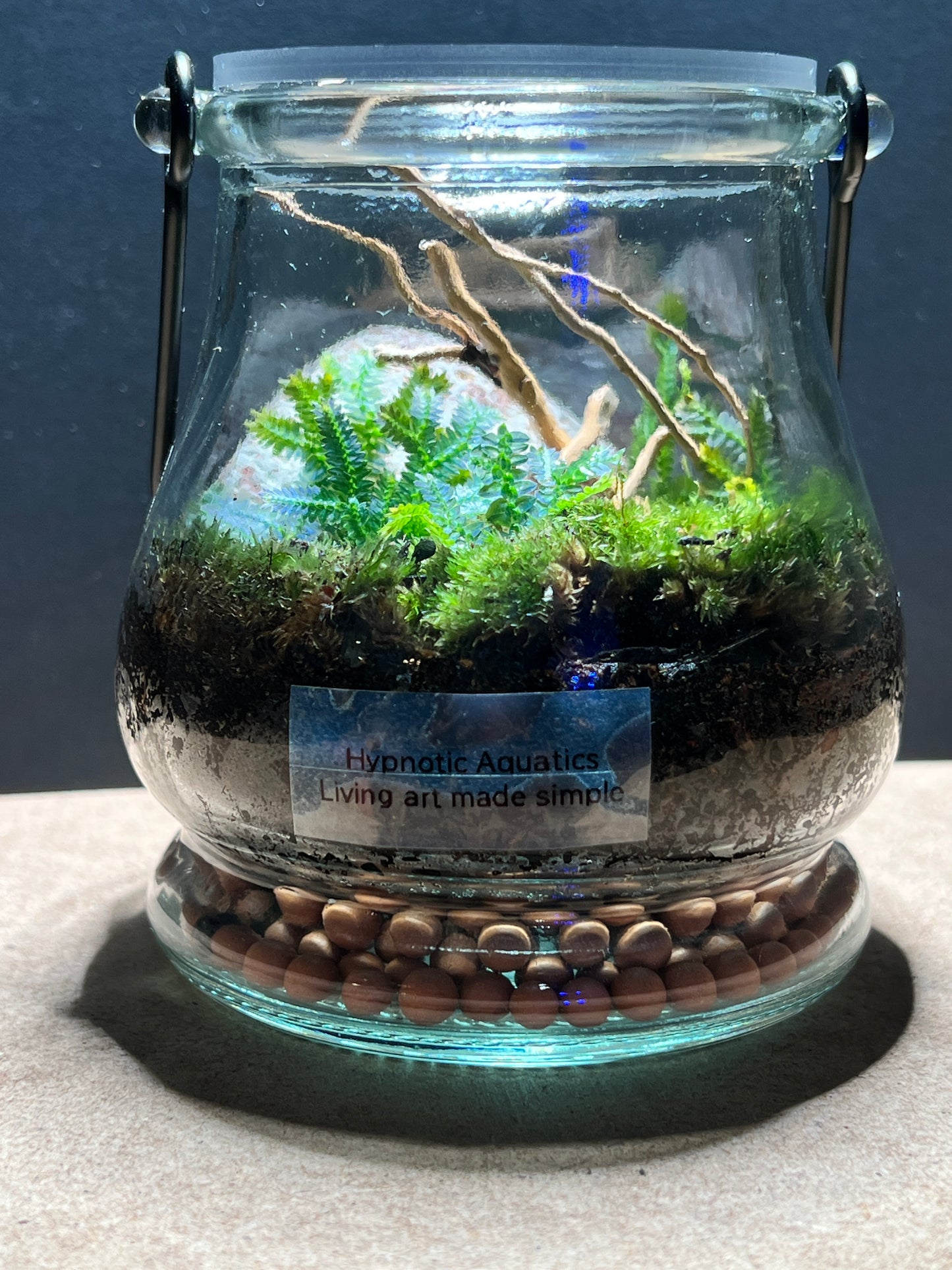 Terrarium 376