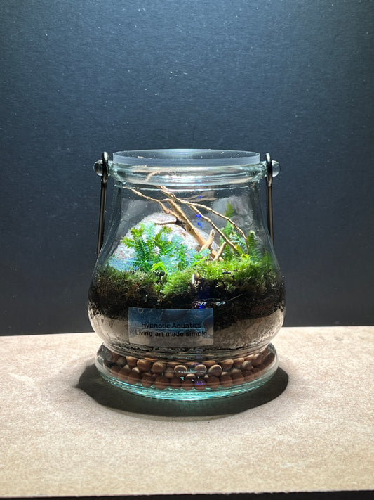 Terrarium 376