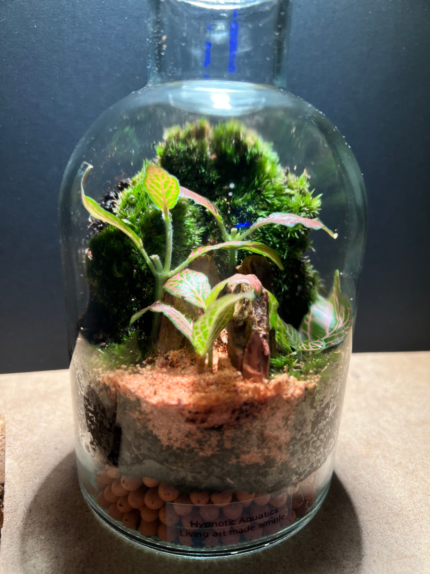 Terrarium 377