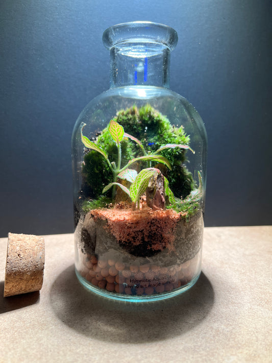Terrarium 377