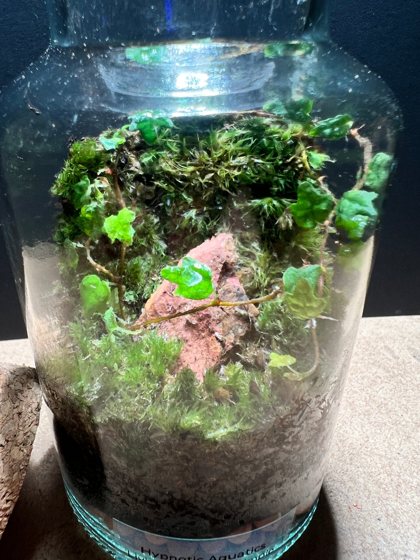 Terrarium 378
