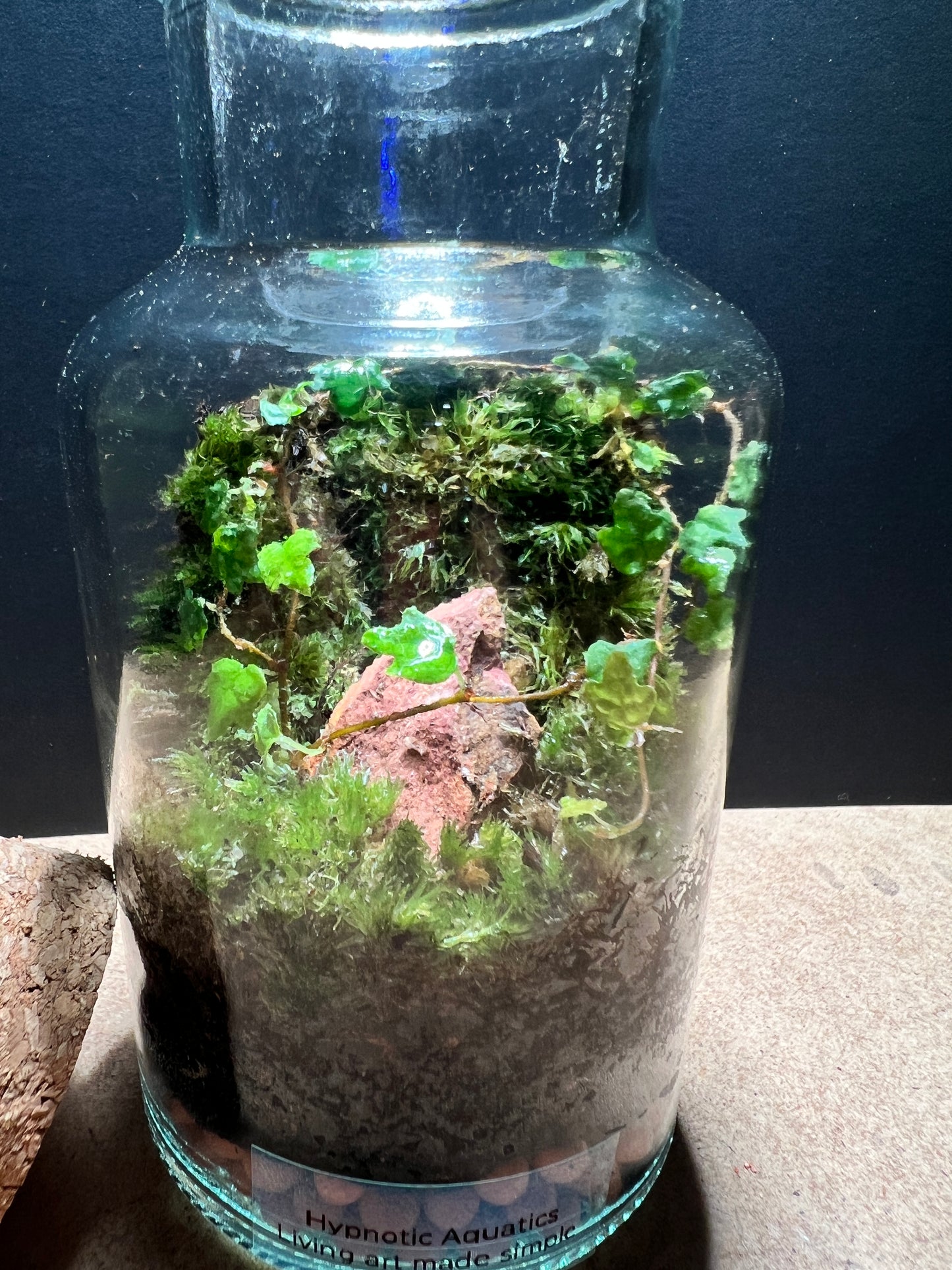 Terrarium 378
