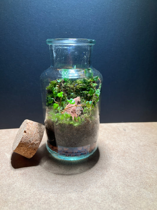 Terrarium 378