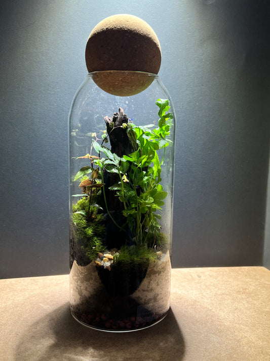 Terrarium 379