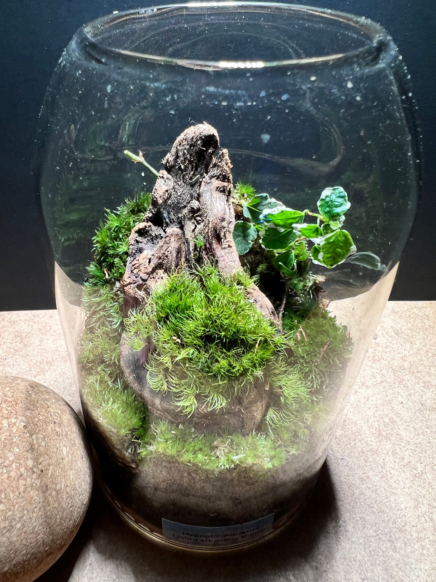 Terrarium 380