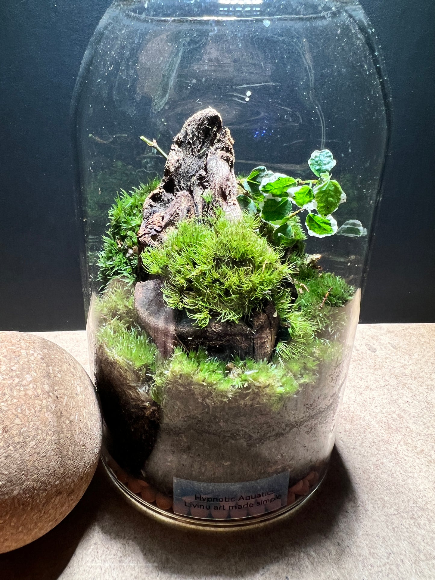 Terrarium 380