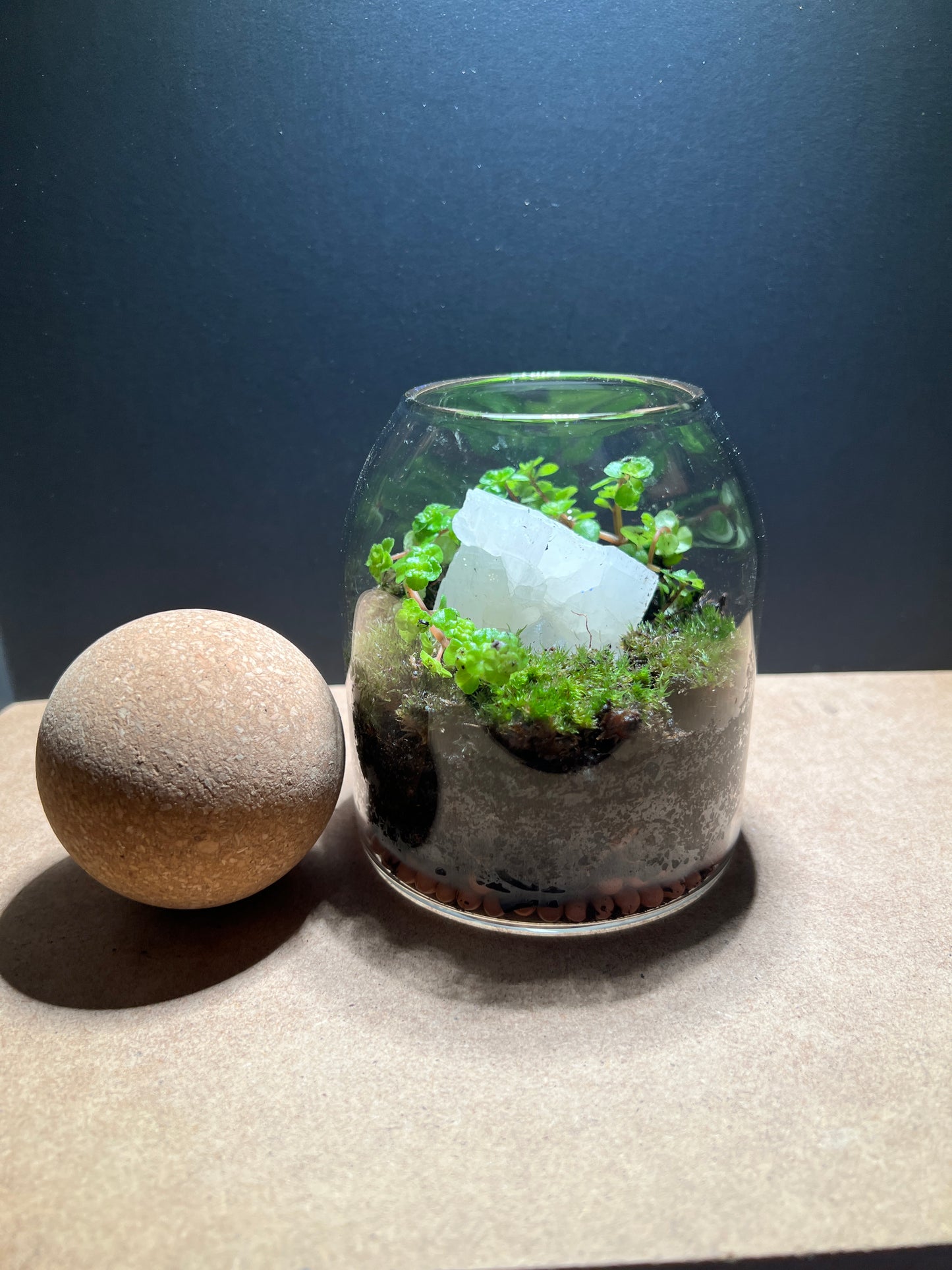 Terrarium 381