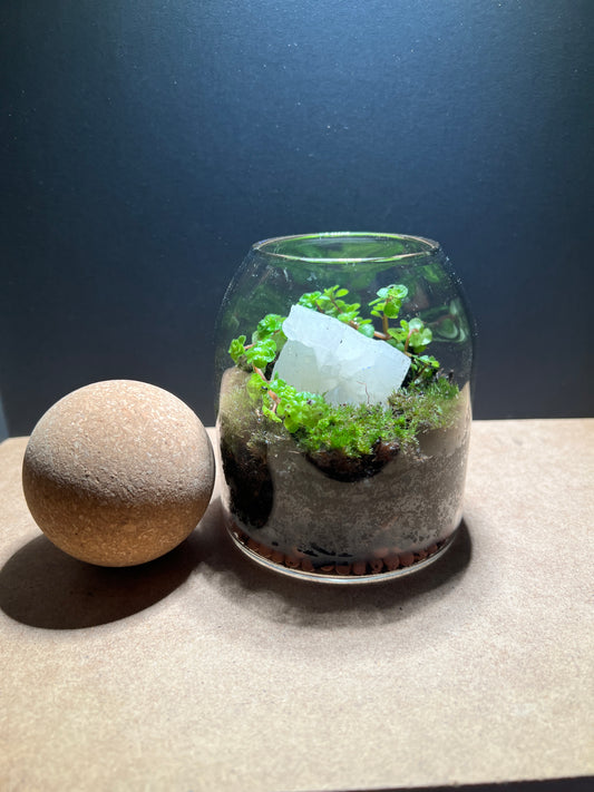 Terrarium 381