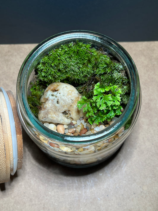 Terrarium 384