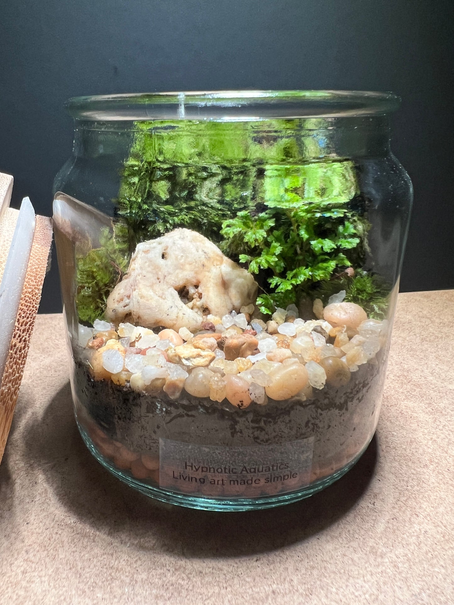 Terrarium 383