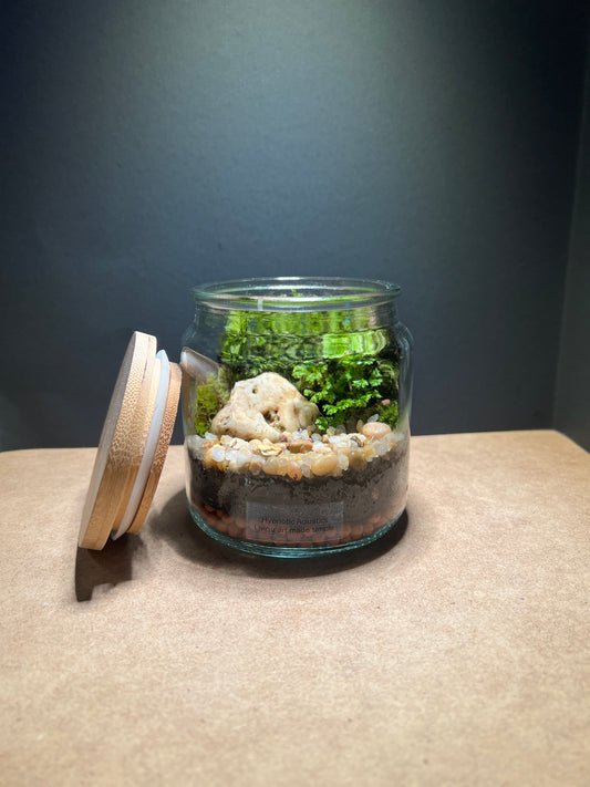 Terrarium 383