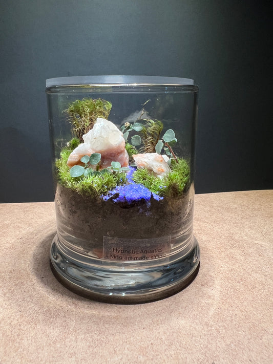 Terrarium 385