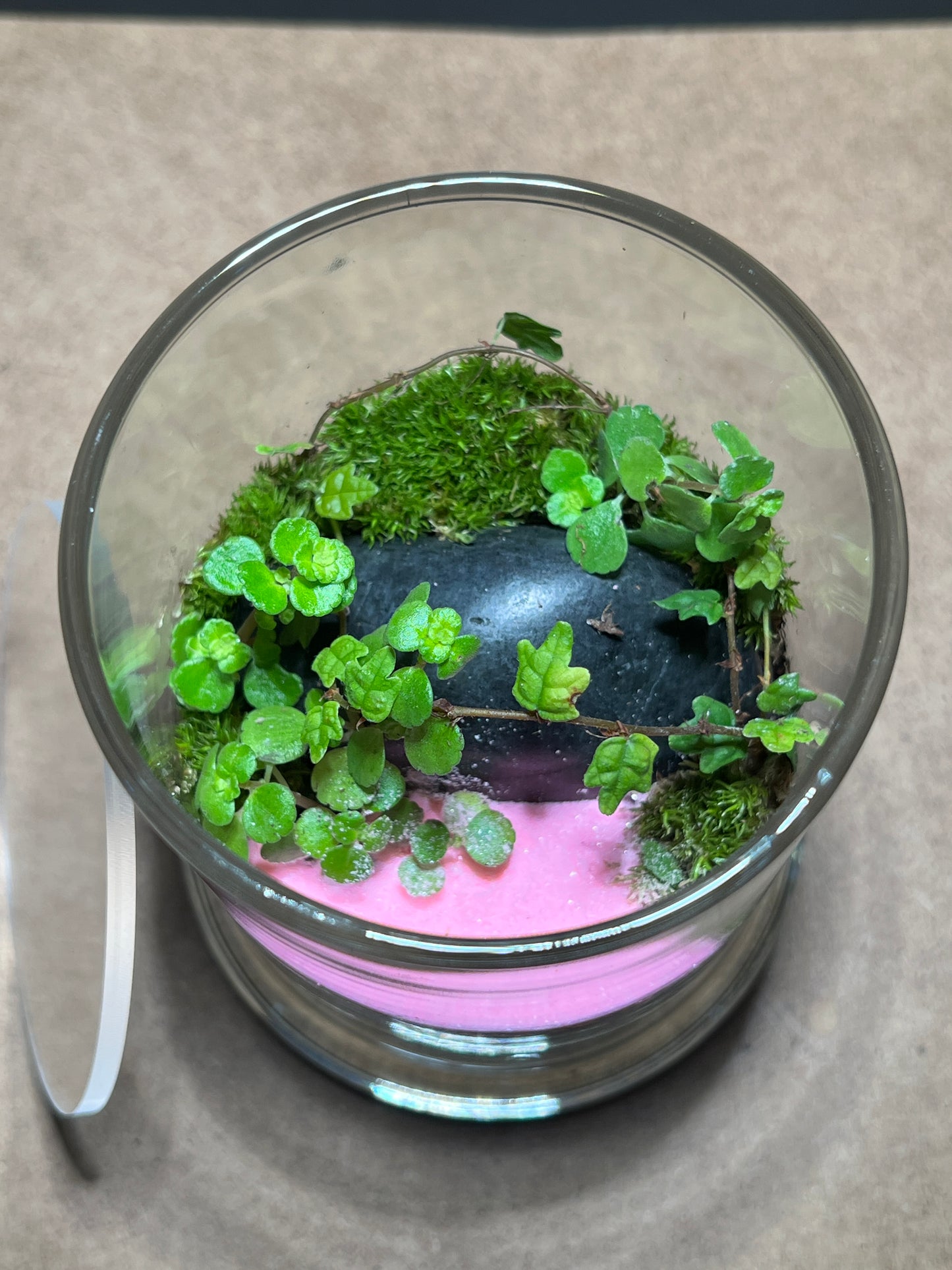 Terrarium 386