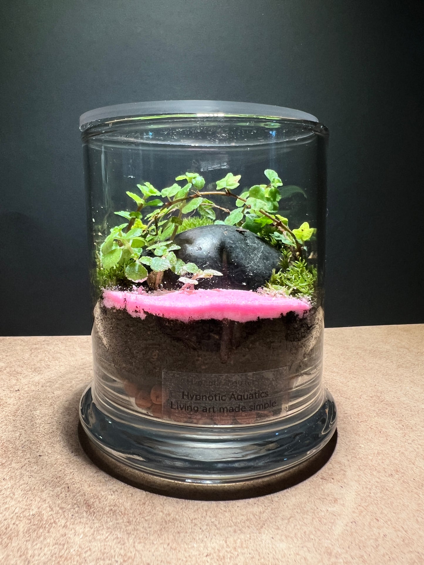 Terrarium 386