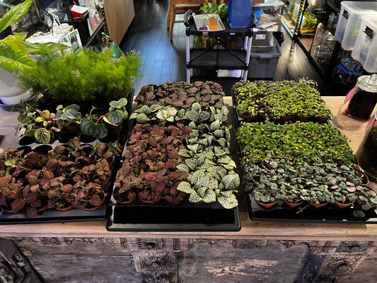 Terrarium Plants: Premium Foliage